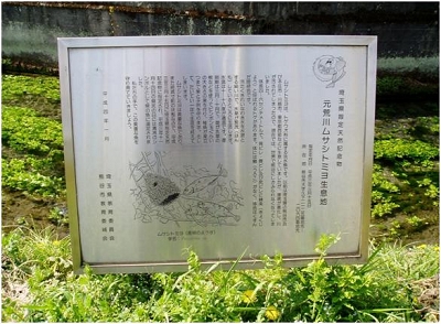 ムサシトミヨ生息地